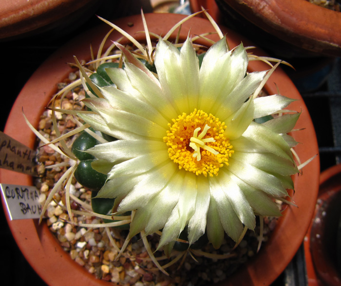 Coryphantha bauhamma in flower